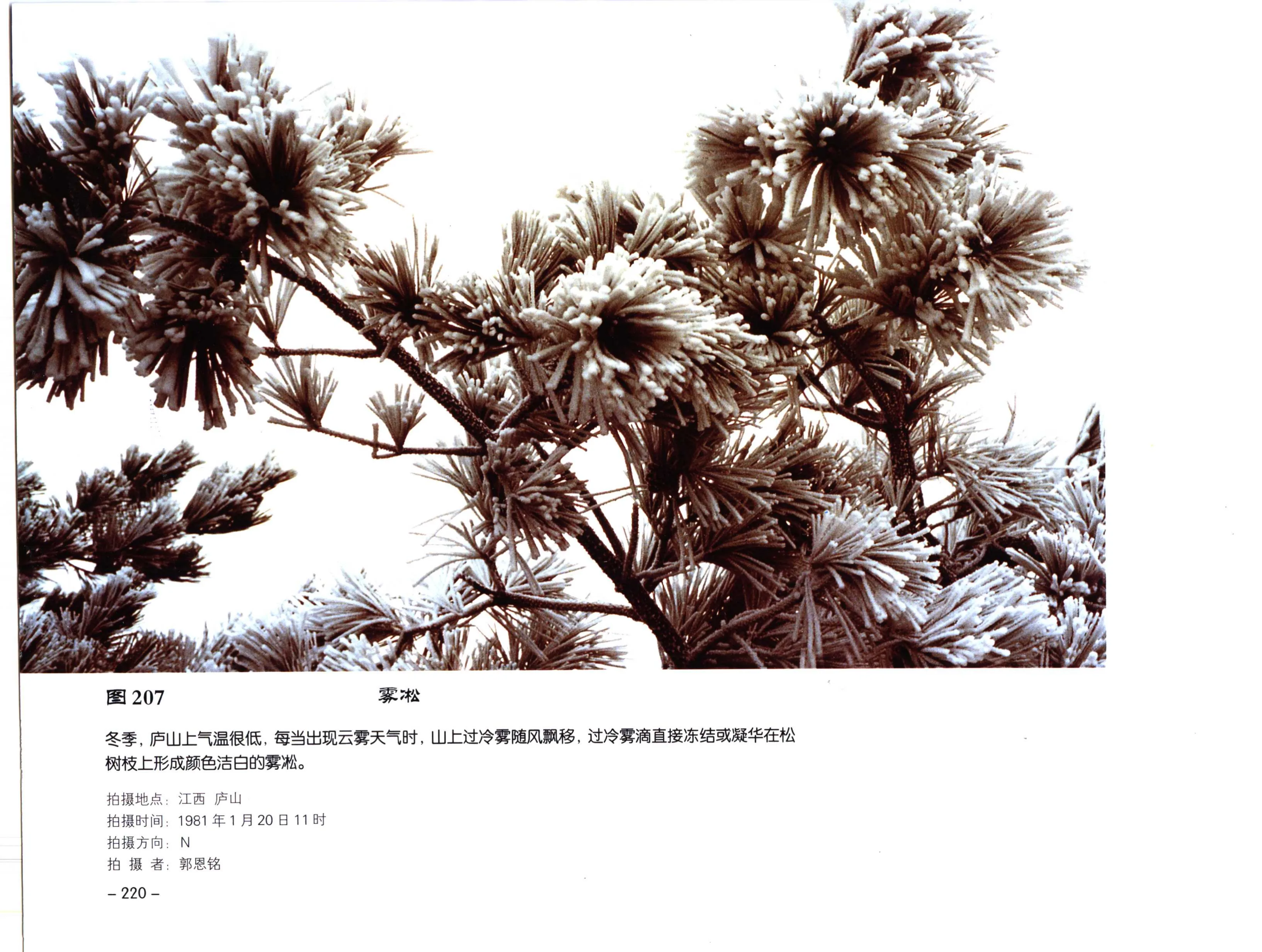 图 207