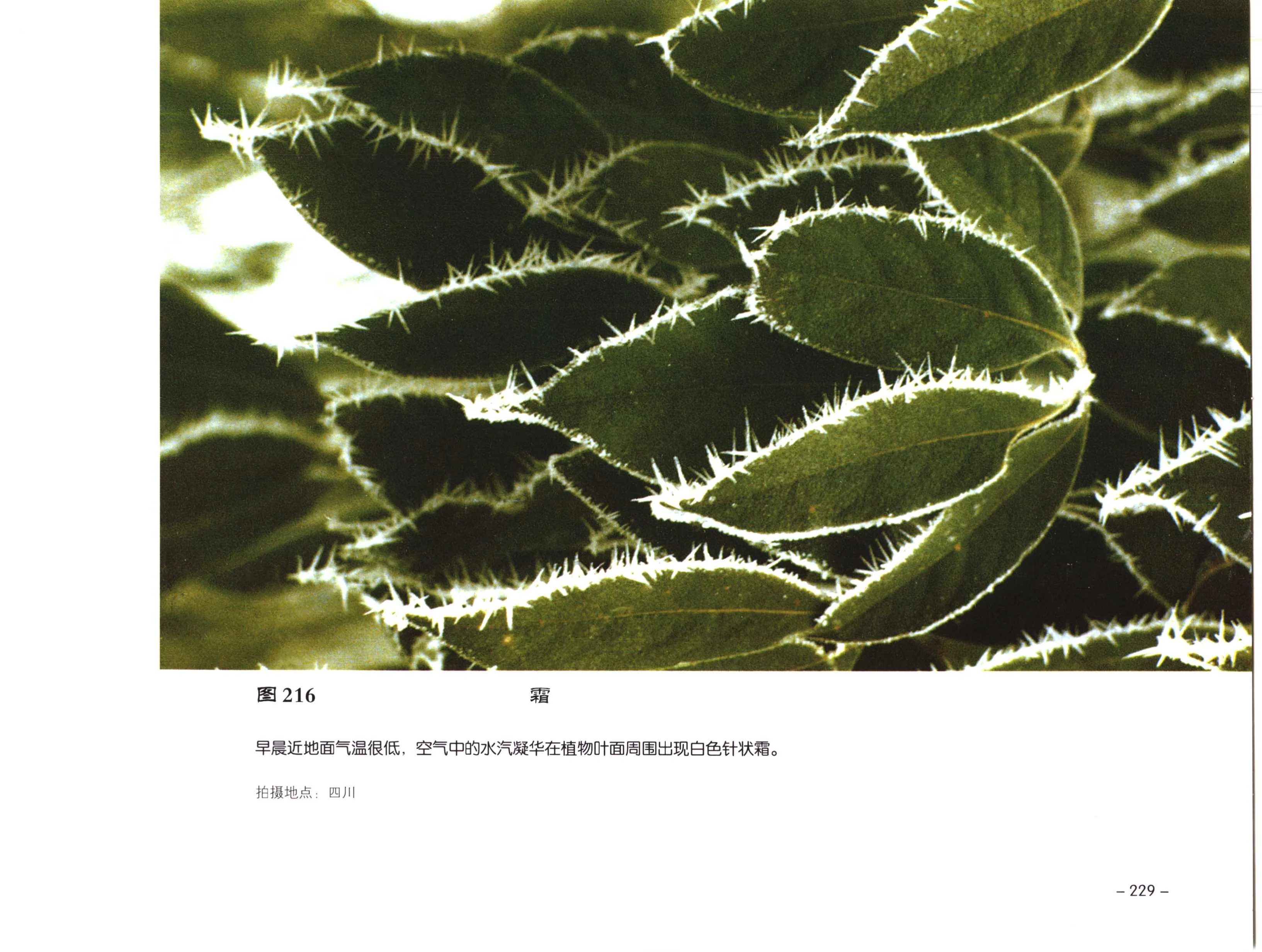 PDF 第 241 页
